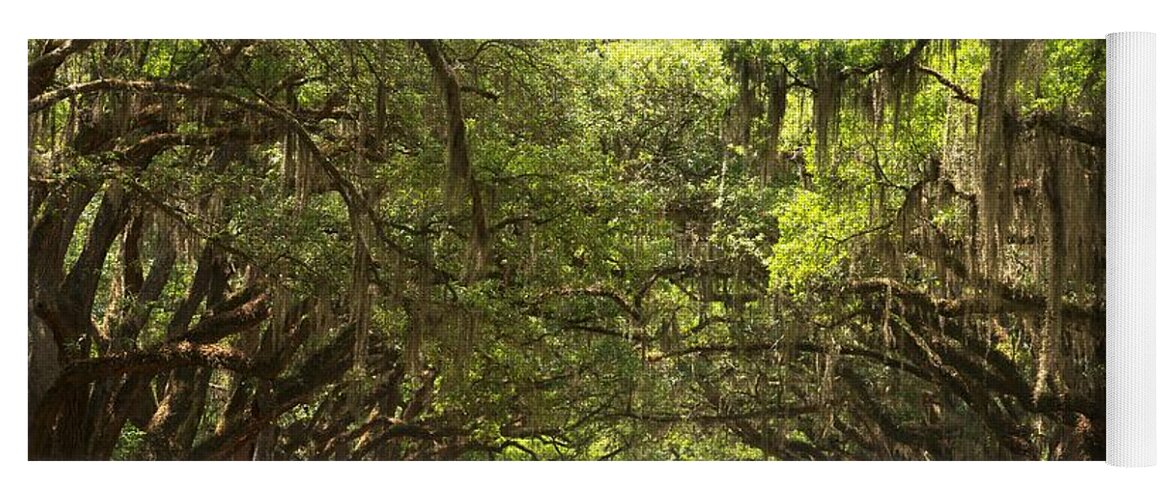 Avenue Of The Oaks Yoga Mat featuring the photograph Splendid Oak Drive by Adam Jewell