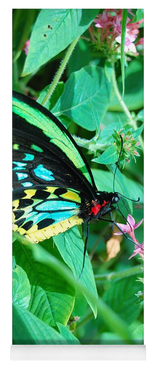 Flower Yoga Mat featuring the photograph Spotted Butterfly 1 by Amy Fose