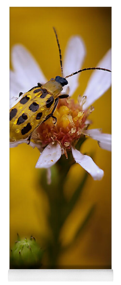 2012 Yoga Mat featuring the photograph Spotted Cucumber Beetle on a Wild Aster by Robert Charity