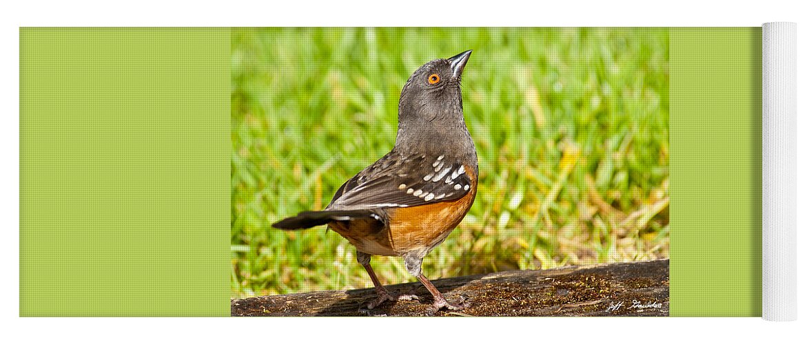 Animal Yoga Mat featuring the photograph Spotted Towhee Looking Up by Jeff Goulden