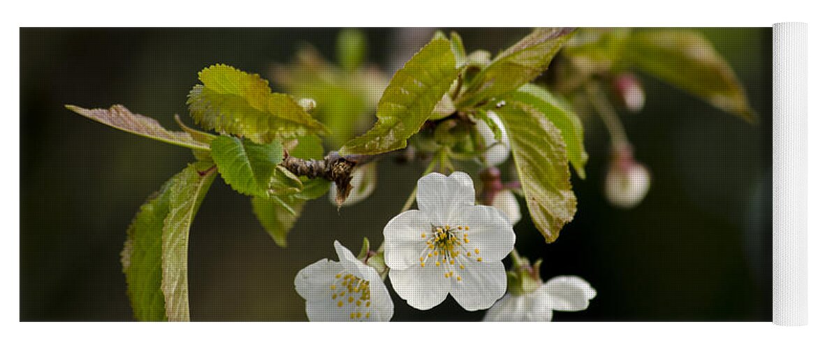 Branch Yoga Mat featuring the photograph Spring Blossom by Spikey Mouse Photography