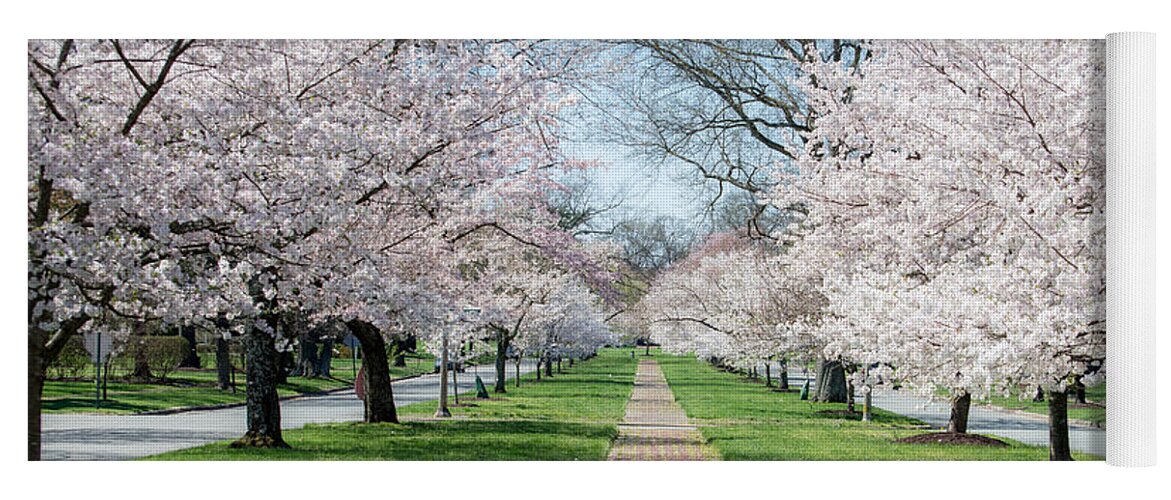Tree Yoga Mat featuring the photograph Spring Cherry Trees by Stacy Abbott