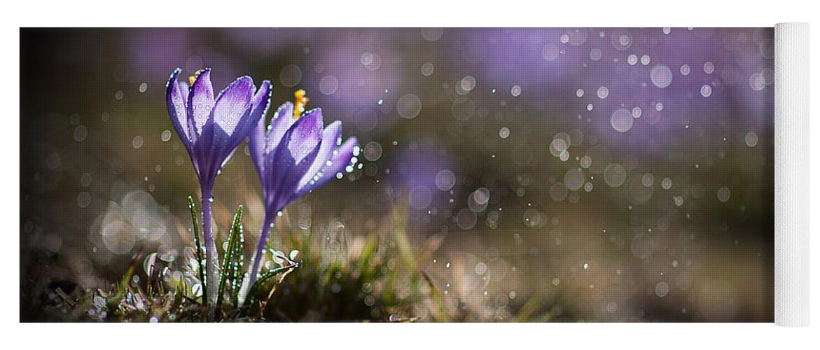 Spring Yoga Mat featuring the photograph Spring impression I by Jaroslaw Blaminsky
