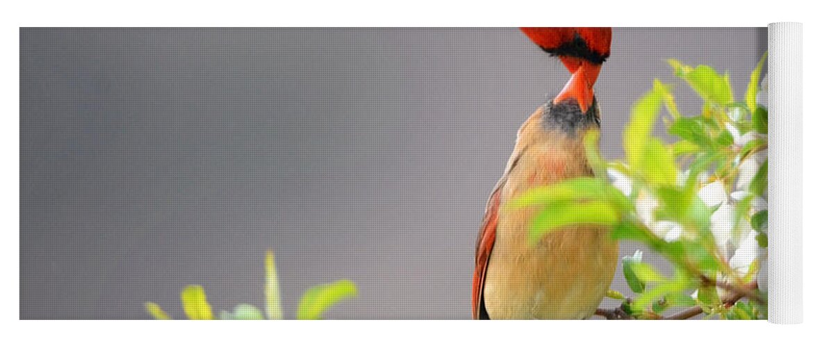 Nature Yoga Mat featuring the photograph Cardinal Spring Love by Nava Thompson
