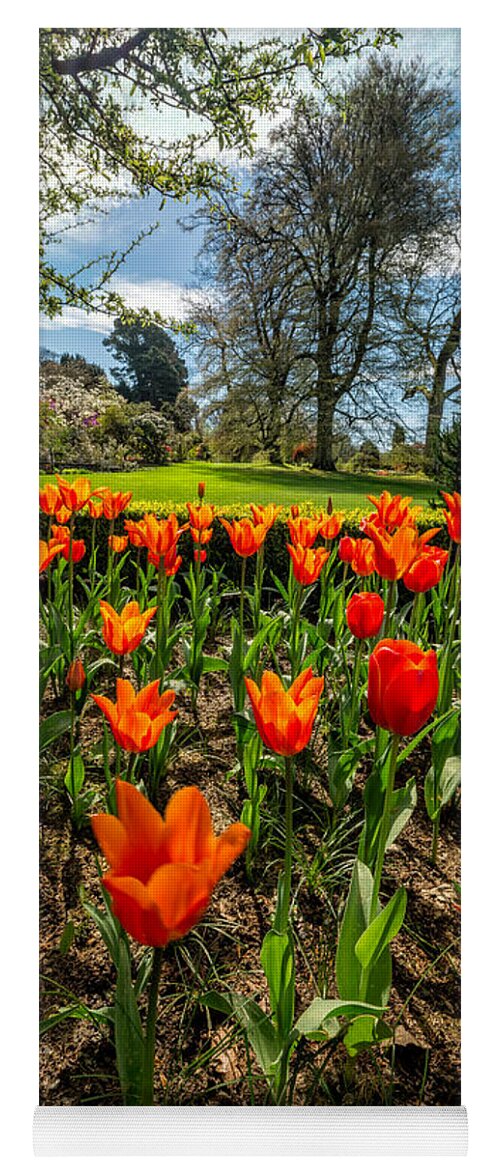 Red Tulips Yoga Mat featuring the photograph Spring Meadow by Adrian Evans