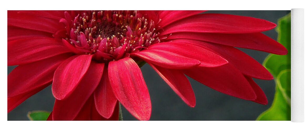 Daisy Yoga Mat featuring the photograph Spring Red by Pete Trenholm