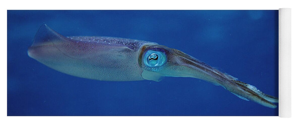 Feb0514 Yoga Mat featuring the photograph Squid Portrait Bonaire by Flip Nicklin