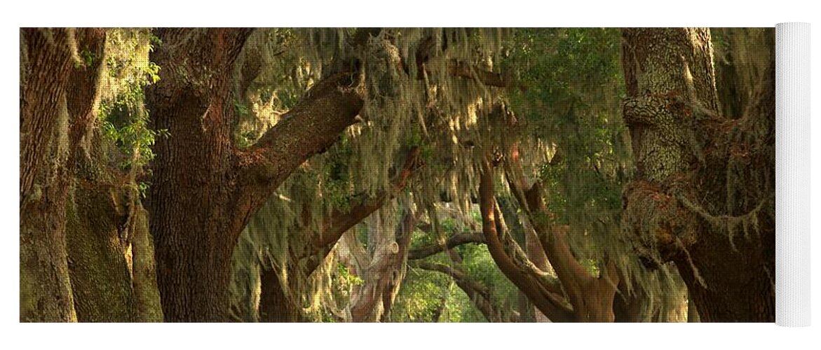 Avenue Of The Oaks Yoga Mat featuring the photograph St Simons Oaks by Adam Jewell