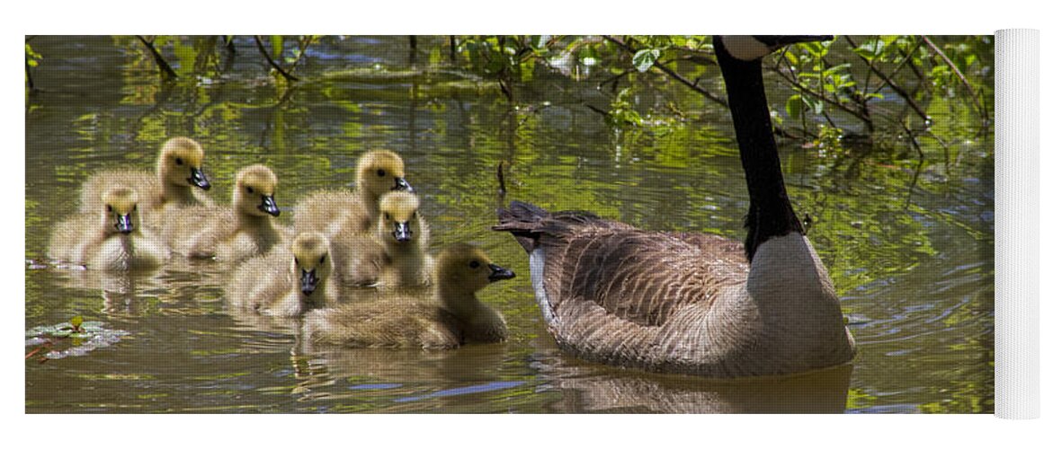 Branta Canadensis Yoga Mat featuring the photograph Stay Close To Momma by Kathy Clark