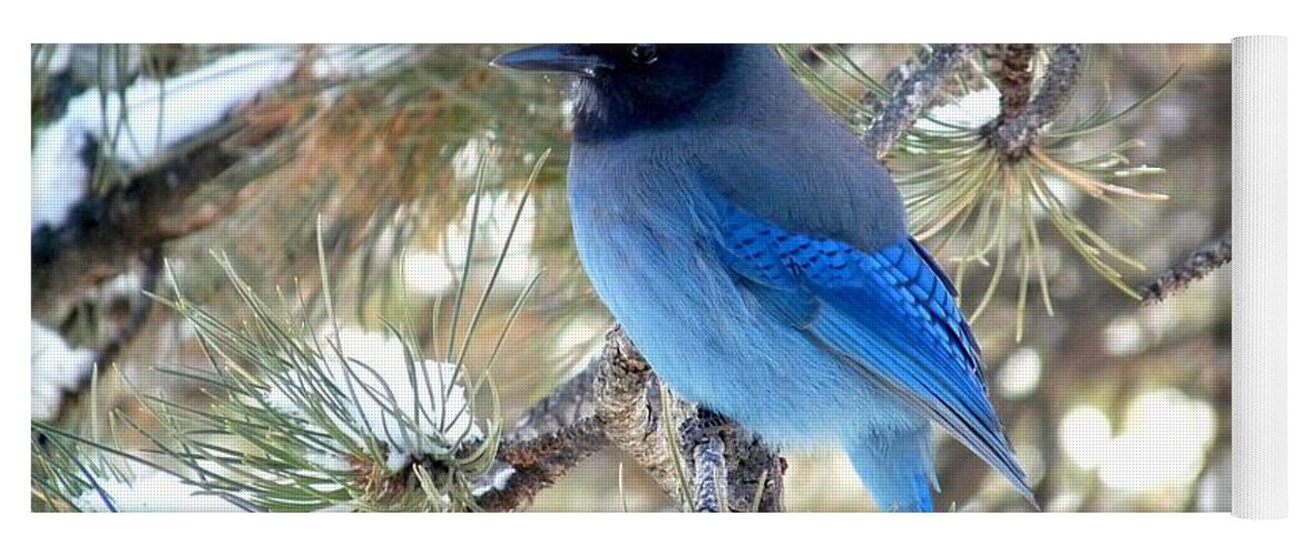 Colorado Yoga Mat featuring the photograph Steller's Jay Profile by Marilyn Burton