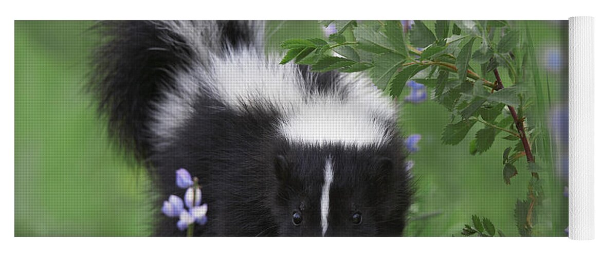 00176522 Yoga Mat featuring the photograph Striped Skunk Kit by Tim Fitzharris