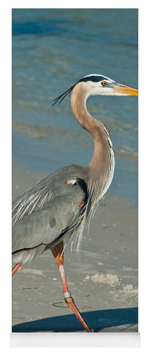 Great Heron Yoga Mat featuring the photograph Strutting Heron by Stephen Whalen