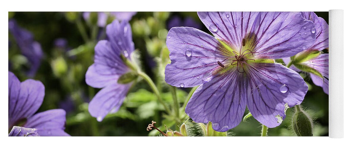 Nature Yoga Mat featuring the photograph Sun bathed Geranium by Spikey Mouse Photography