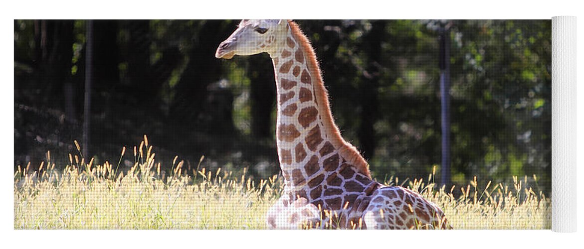Giraffe Yoga Mat featuring the photograph Sun Bathing by Rick Kuperberg Sr