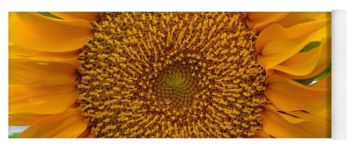 Sunflower Yoga Mat featuring the photograph Sunflower by Mira Patterson