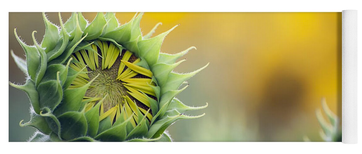 Sunflower Yoga Mat featuring the photograph Sunflower Bloom by Debby Richards