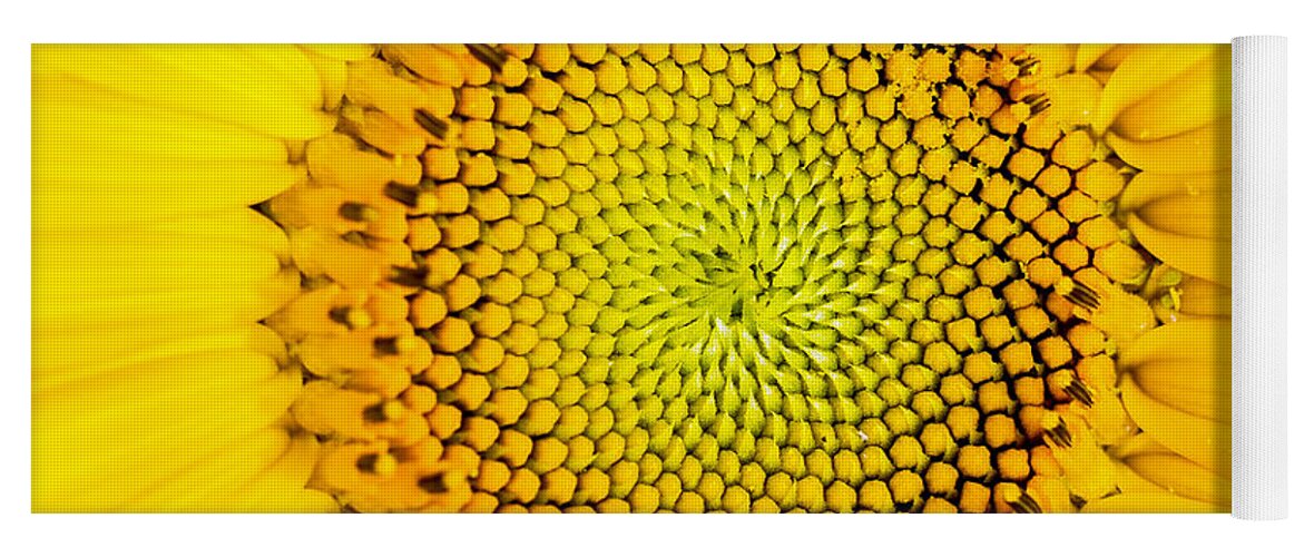 Background Yoga Mat featuring the photograph Sunflower by Edward Fielding