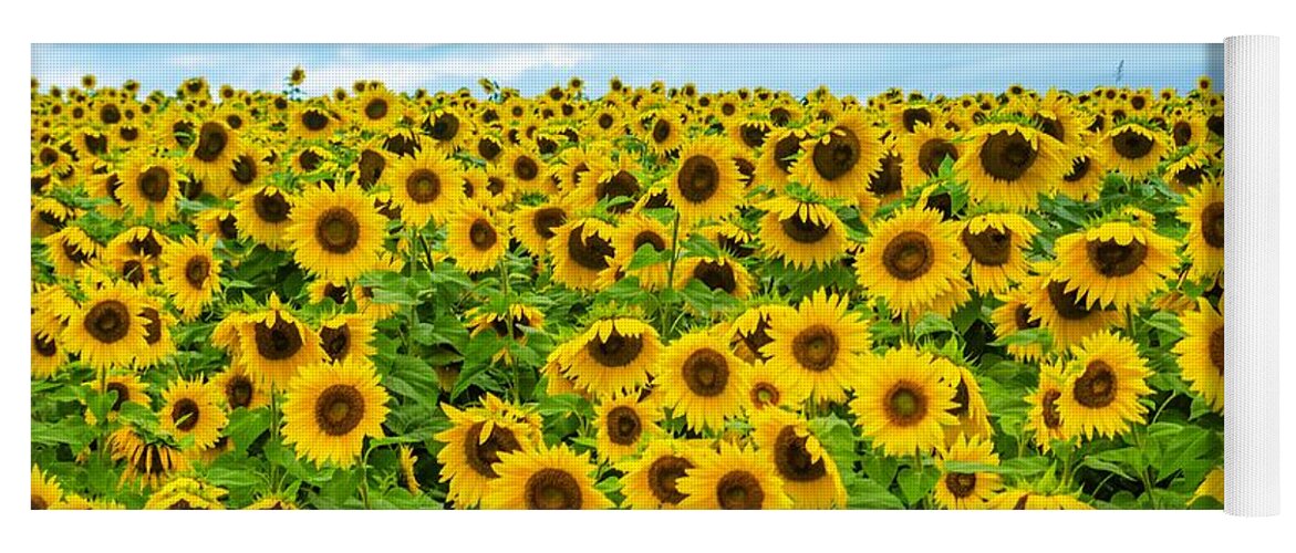 Sunflowers Yoga Mat featuring the photograph Sunflower field by Mike Ste Marie