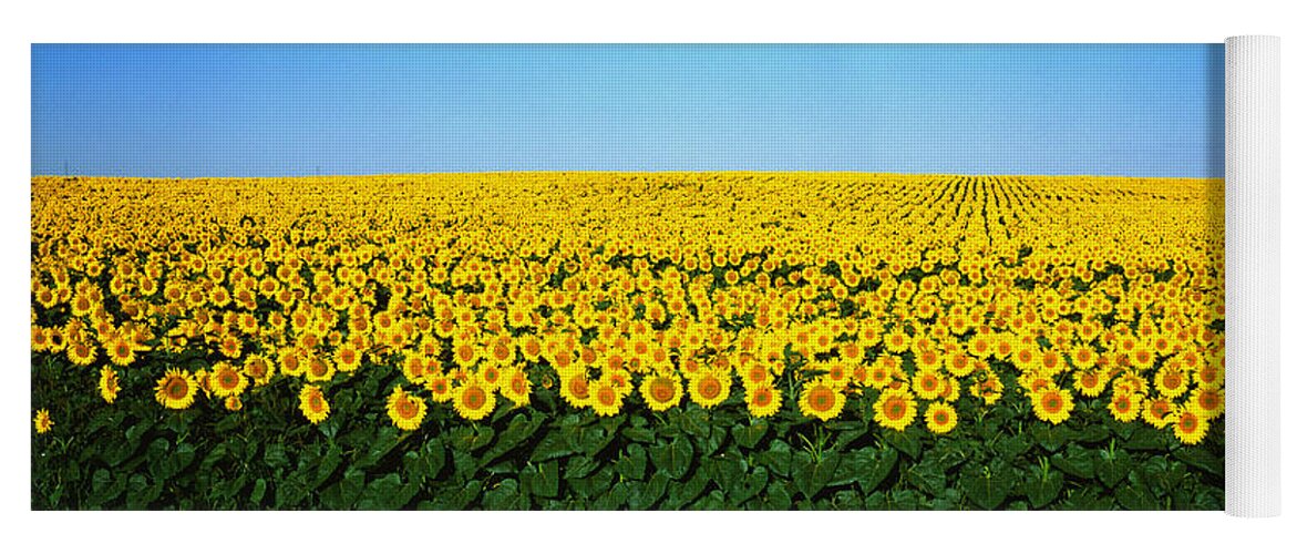 Photography Yoga Mat featuring the photograph Sunflower Field, North Dakota, Usa by Panoramic Images