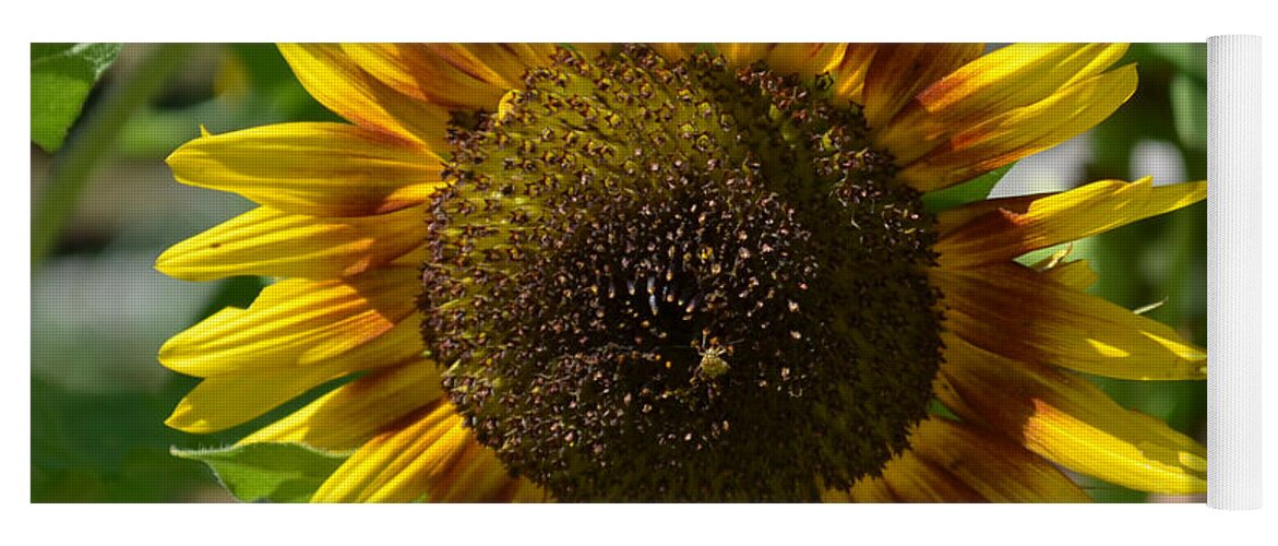 Sunflower Glory Yoga Mat featuring the photograph Sunflower Glory by Luther Fine Art