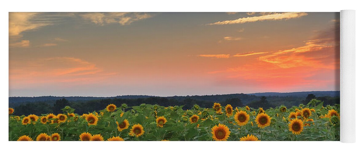 Sunflower Yoga Mat featuring the photograph Sunflowers in the evening by Bill Wakeley