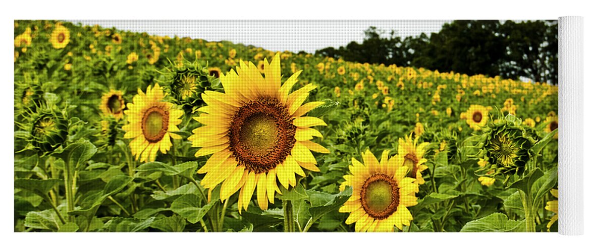 Bloom Yoga Mat featuring the photograph Sunflowers on a Hill by Christi Kraft