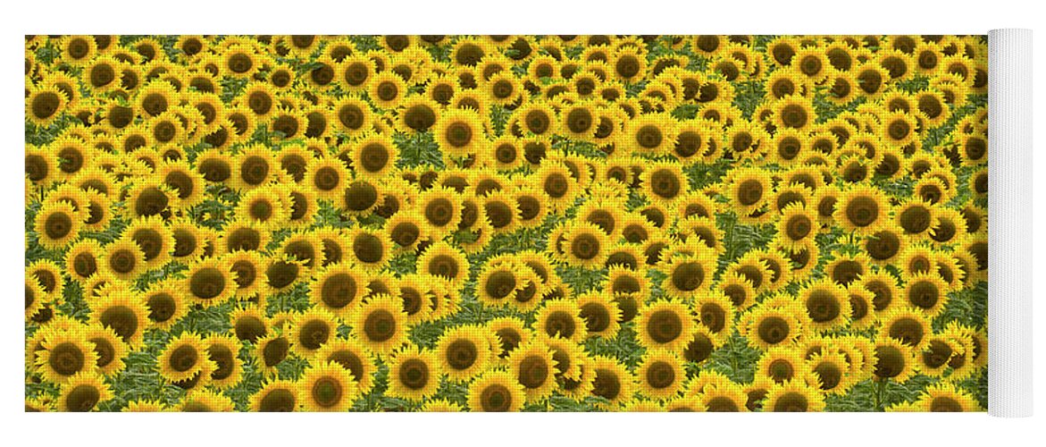 00345435 Yoga Mat featuring the photograph Sunflowers Kansas by Yva Momatiuk John Eastcott
