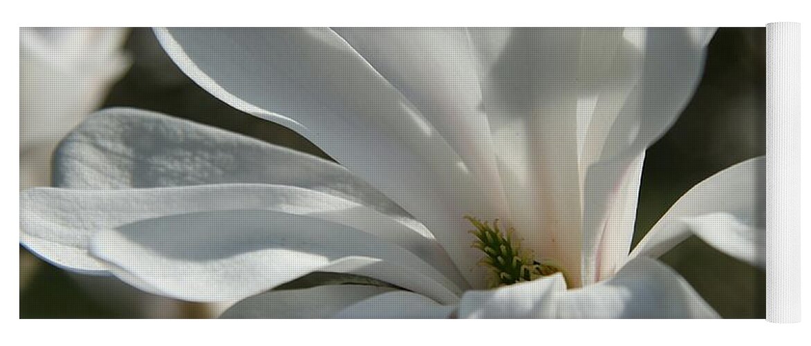 Magnolia Yoga Mat featuring the photograph Sunlit White Magnolia by Christiane Schulze Art And Photography