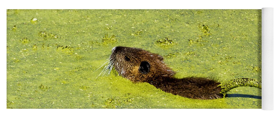 Muskrat Yoga Mat featuring the photograph Swimming in Pea Soup - Baby Muskrat by Belinda Greb