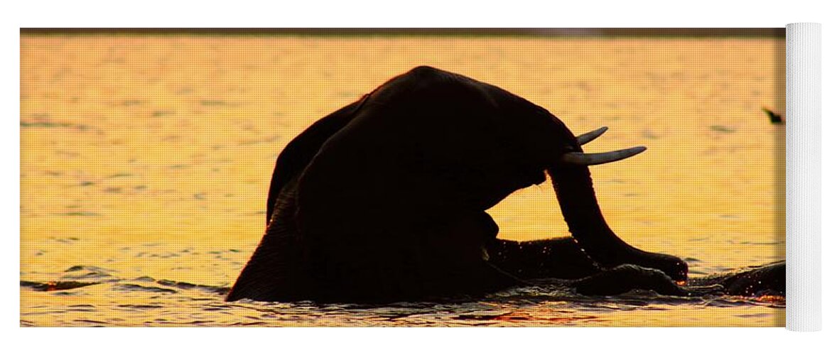 Elephants Yoga Mat featuring the photograph Swimming Kalahari Elephants by Amanda Stadther