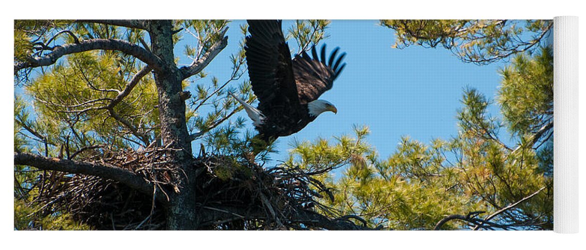 Bald Eagle Yoga Mat featuring the photograph Taking Flight by Brenda Jacobs