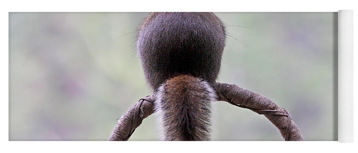 Squirrels Yoga Mat featuring the photograph Talk to the Tail by Peggy Collins