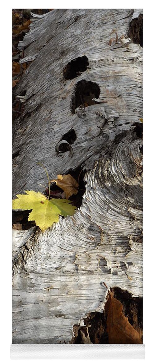 Nature Birch Tree Woods Fall Autumn Outside Trees Yoga Mat featuring the photograph Tall Fallen Birch with Leaves by Erick Schmidt