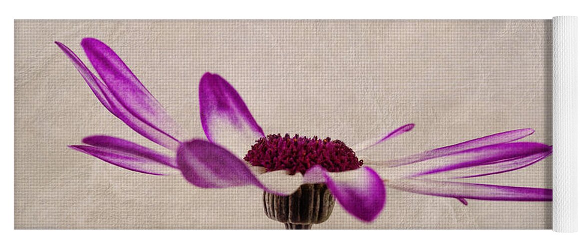 Senetti Pericallis Yoga Mat featuring the photograph Texturised Senetti pericallis by John Edwards