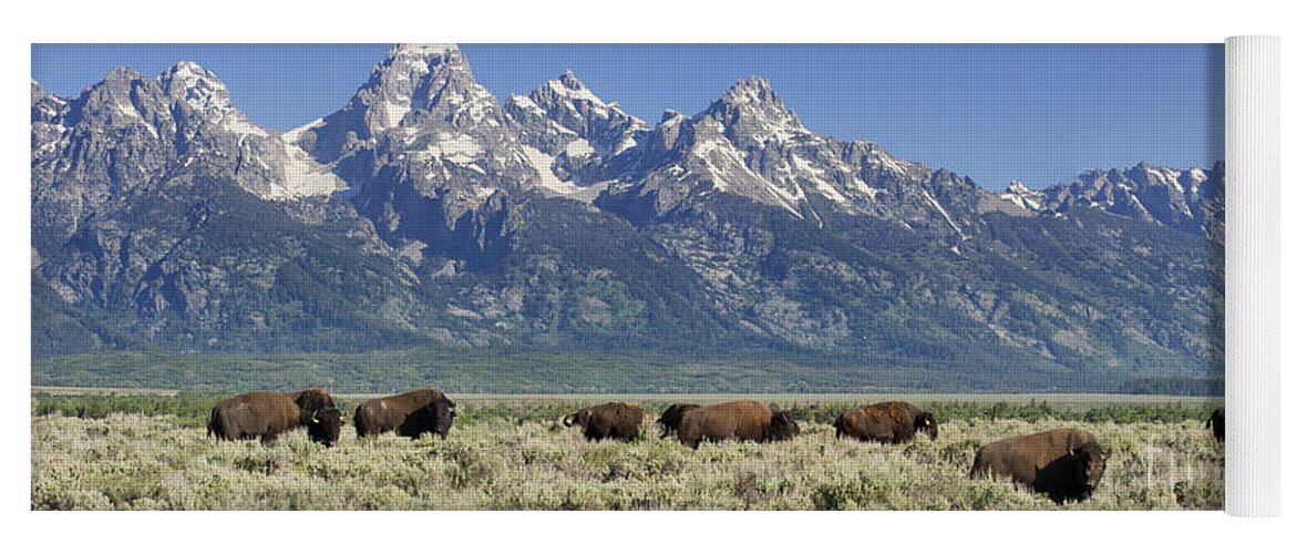 Bison Yoga Mat featuring the photograph The Boys Club of Grand Teton by Sandra Bronstein