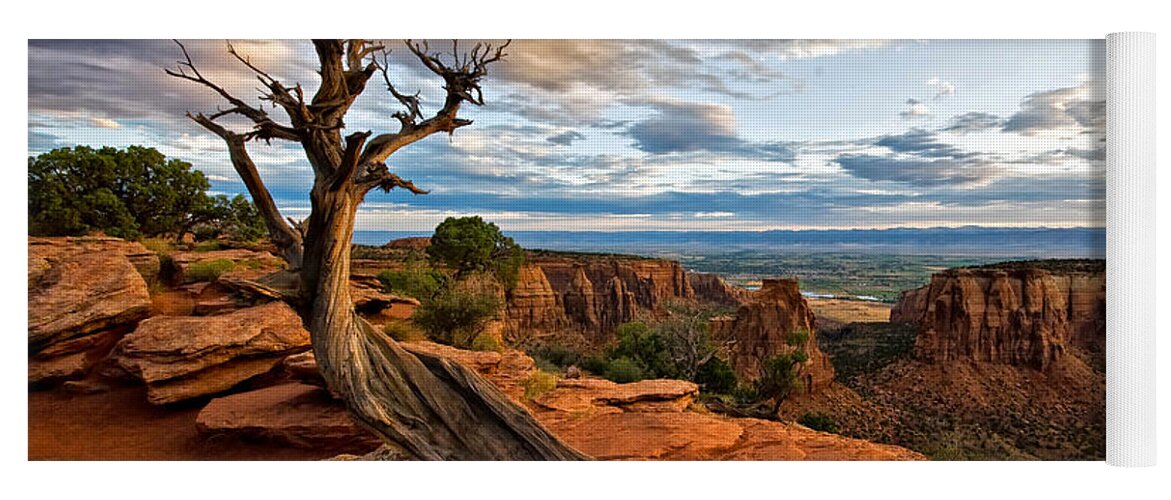 Colorado National Monument Yoga Mat featuring the photograph The Crooked Old Tree by Ronda Kimbrow