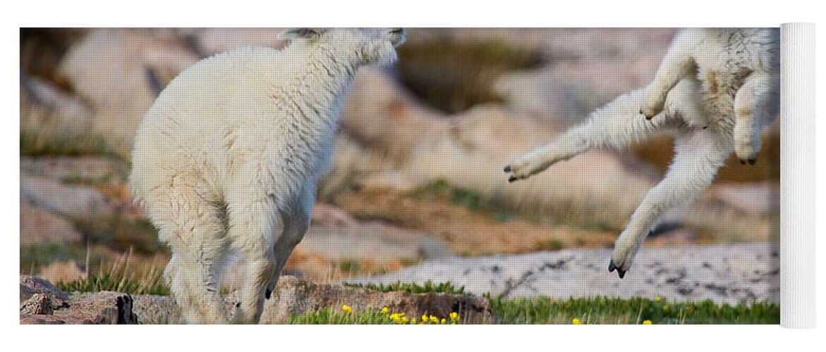 Baby Goat; Mountain Goat Baby; Dance; Dancing; Happy; Joy; Nature; Baby Goat; Mountain Goat Baby; Happy; Joy; Nature; Brothers Yoga Mat featuring the photograph The Dance of Joy by Jim Garrison