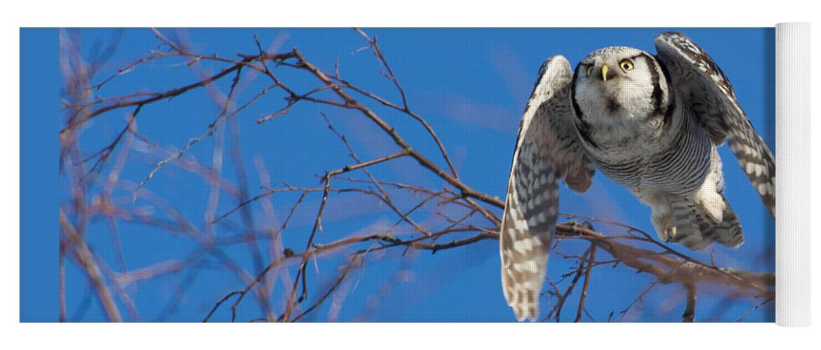 Northern Hawk Owl Yoga Mat featuring the photograph The flying Northern Hawk Owl by Torbjorn Swenelius