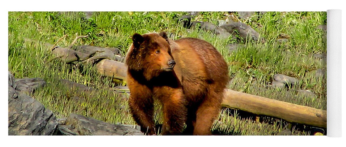 Bear Yoga Mat featuring the photograph The Grizzly by Robert Bales