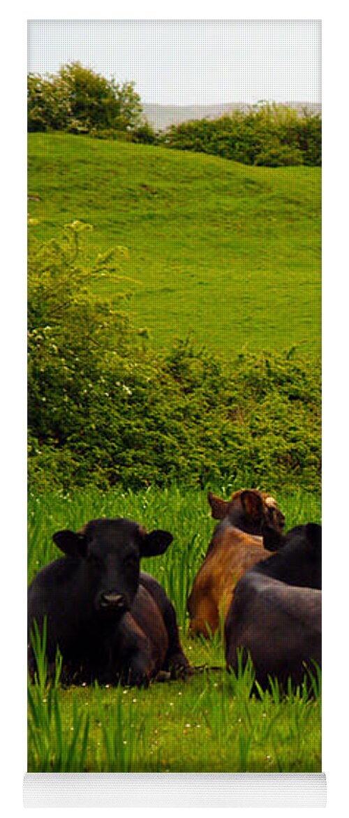 Cow Photography Yoga Mat featuring the photograph The Lookout by Patricia Griffin Brett