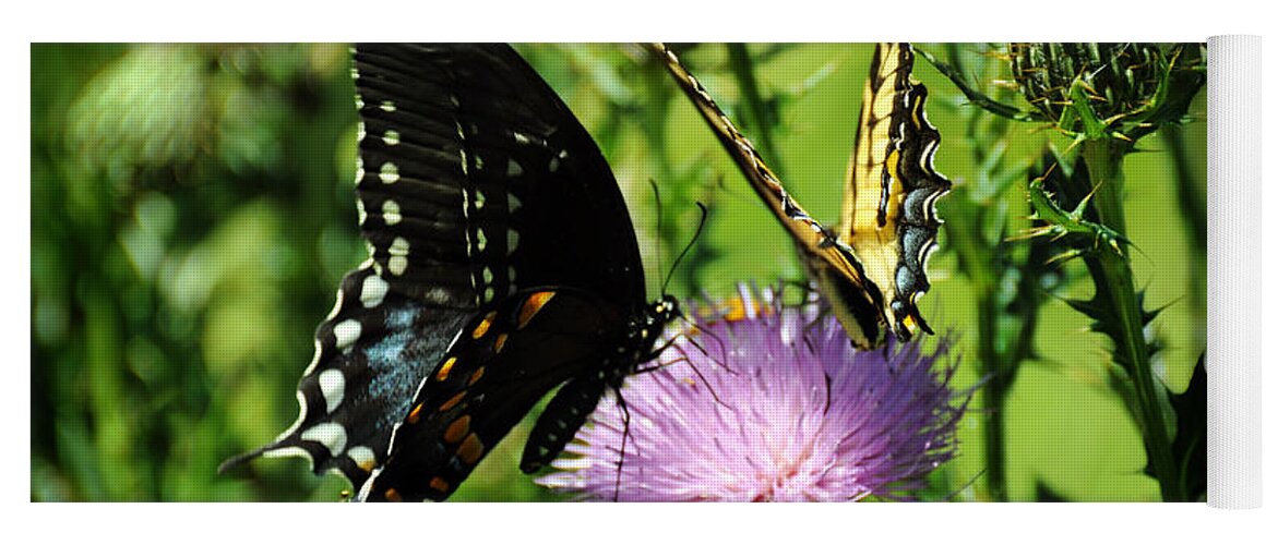 Papilio Glaucus Yoga Mat featuring the photograph The Nectar Seekers by Rebecca Sherman