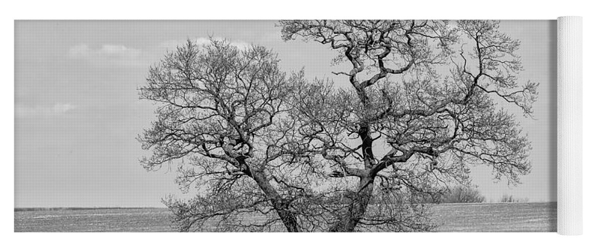 Oak Yoga Mat featuring the photograph The old Oak - mono by Steev Stamford