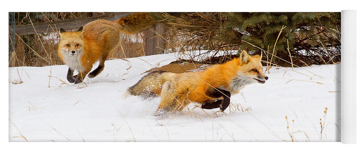 Red Fox Photograph; Red Fox Chase Photograph; Red Fox Chase Canvas Print Yoga Mat featuring the photograph The Race is On by Jim Garrison