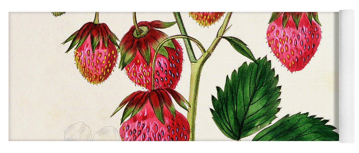 The Roseberry Strawberry Yoga Mat featuring the painting The Roseberry Strawberry by Edwin Dalton Smith