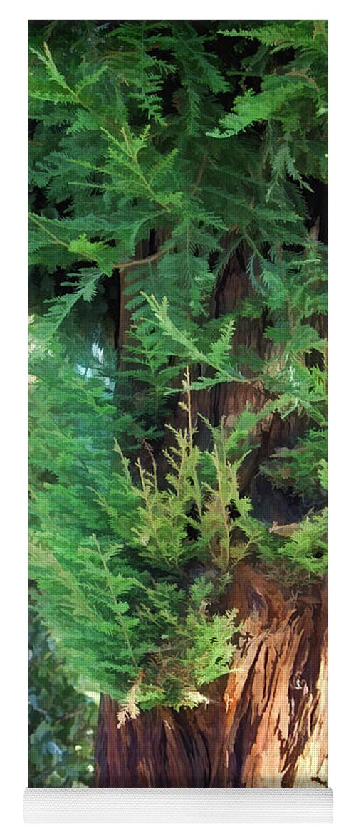 The Scent Of Cedar Yoga Mat featuring the photograph The Scent of Cedar by Kandy Hurley