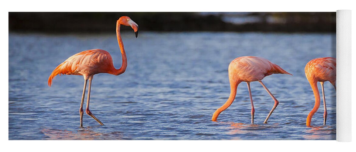 3scape Yoga Mat featuring the photograph The Three Flamingos by Adam Romanowicz
