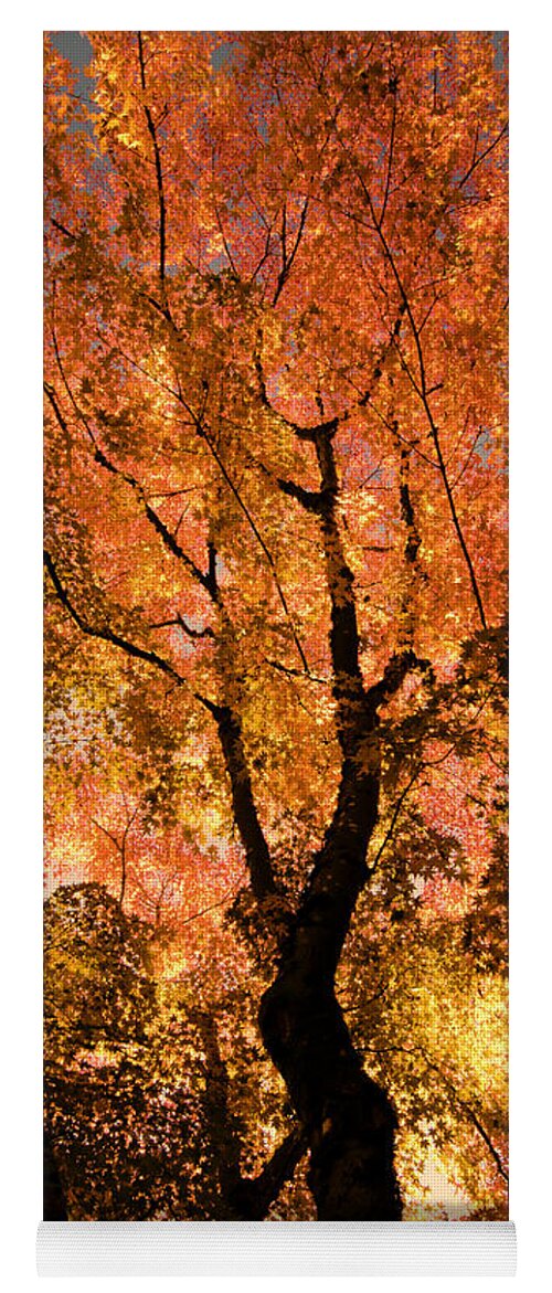 Maple Yoga Mat featuring the photograph The Trees Dance as the Sun Smiles by Don Schwartz