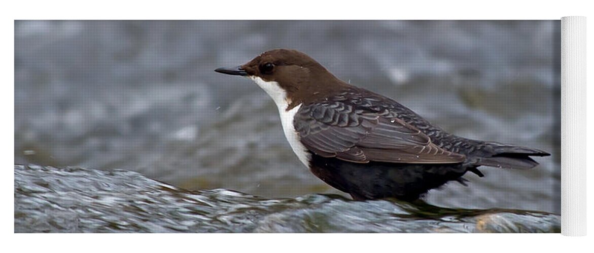 The White-throated Dipper Yoga Mat featuring the photograph The White-throated Dipper by Torbjorn Swenelius