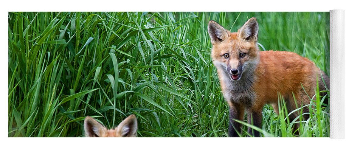 Red Fox Kits Photograph Yoga Mat featuring the photograph The Young Guns by Jim Garrison