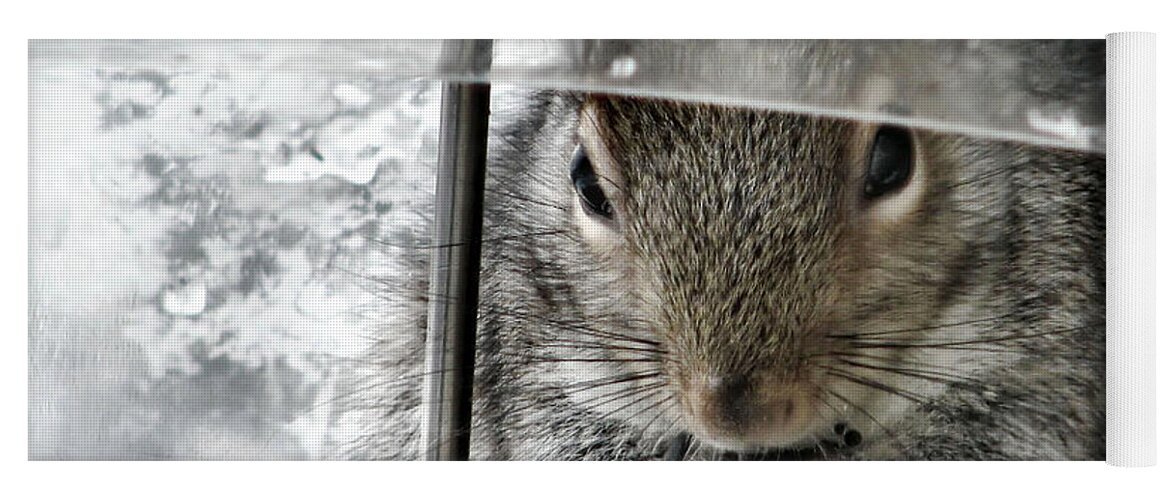 Squirrel Yoga Mat featuring the photograph Thief In The Birdfeeder by Rory Siegel